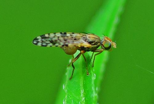 Campiglossa bidentis